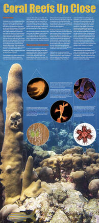 Coral Reefs Up Close Poster